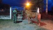 Delito a rienda suelta”: recuperan un caballo robado en El Carril y hay dos detenidos