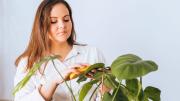 La mezcla de 2 ingredientes para limpiar las hojas de tus plantas en 5 minutos