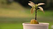 Árbol de palta: cuál es el momento ideal para trasplantar la semilla a una maceta