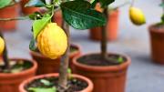 Limonero: cuál es la maceta ideal para tener esta planta dentro de tu jardín