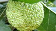 El fruto que parece un cerebro e inunda el Parque General San Martín