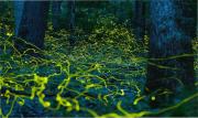 Enigmáticos fantasmas azules invadieron los bosques de una ciudad