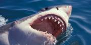 El tiburón blanco más grande del mundo se dirige hacia una playa turística de Estados Unidos