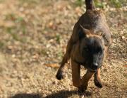 Roma: conocé a la cachorra de solo cuatro meses que se prepara para ser parte de la policía de Neuquén
