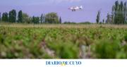 La campaña contra la polilla de la vid será con fondos locales y volverán a usar drones