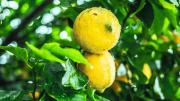 Árbol limonero: el error que todos cometen a la hora de regarlo y la técnica adecuada para hacerlo