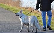 Este país prohíbe pasear perros: considera a las mascotas una amenaza