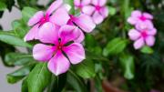 La planta que florece los 365 días del año y crea un espectáculo en cualquier jardín