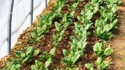 La verdura que podés plantar en invierno y consumir en verano: fortalece el corazón y los huesos
