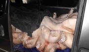 Operativo en La Paz comisa 1.700 kilos de carne de cerdo de contrabando