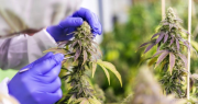 La empresa de cannabis en San Juan ya tiene el OK para transformarse y reflorecer con un nuevo negocio