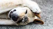 Pulgas en perros: el famoso hongo que puedes utilizar para proteger a tu mascota