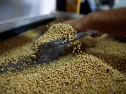 Previo a la suba de las retenciones, los productores aceleraron las venta de soja