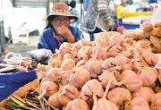 Falta de diésel pone en riesgo la siembra de ajo en la zona alta de Tarija, advierte el sector campesino