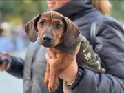 Harán castraciones gratuitas a perros y gatos en el Barrio Juan XXIII: cómo conseguir turno