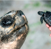 Una tortuga galápago se convirtió en papá por primer vez a los 135 años