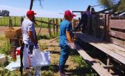 Alarma en el norte argentino: detectan resistencia total a un antiparasitario en bovinos