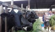 Productores lecheros marchan y exigen atención inmediata del Gobierno