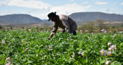 Tras informe, ONU señala que Bolivia no figura en los países con riesgo de hambruna