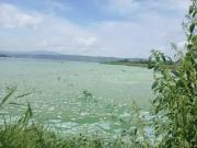 ¿Por qué están muriendo los peces en el lago de Valencia?
