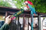 Rescatan a más de mil animales silvestres en cautiverio – Correo del Caroní