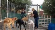 ¿Dónde se puede adoptar una mascota en Caracas?: conozca los lugares de adopción