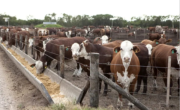 Eliminan el peso mínimo de faena en los bovinos