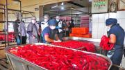 Embutidoras reducen su producción para la noche de San Juan