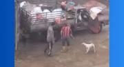 Investigarán a recolectores de basura que atacaron a un perrito en Anzoátegui y lo metieron en un saco