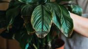 Cómo revivir esta planta que triunfa en la decoración de interior