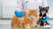 Realizarán jornada de esterilización de mascotas a bajo costo en Antímano: precios y fecha