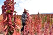III Día Nacional de la Quinua en Potosí: Feria para impulsar producción, exportación y consumo nutritivo del grano boliviano