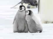 El pingüino emperador de la Antártida está desapareciendo más rápido de lo que temíamos