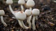 Nueva Zelanda aprobó el uso medicinal de la psilocibina, una sustancia en hongos alucinógenos