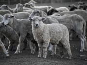 No puede basarse indefinidamente en mecanismos de subsidio: el Gobierno eliminó los regímenes específicos de promoción ganadera por especie