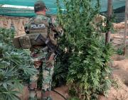 Gobierno denuncia que plantaciones de marihuana en Potosí usaban riego de programas estatales impulsados en el gobierno de Evo Morales