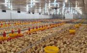 Carne aviar: Argentina consolida el consumo interno y mira al mundo