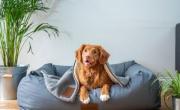 ¿Los perros pueden sufrir de insomnio igual que las personas?