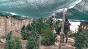 Viceministro revela que viveros de marihuana en el norte Potosí usaban riego financiado por el Estado