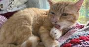 Barney Bubbles, el gato “narizón” que se volvió viral por su peculiar nariz y su conmovedora historia