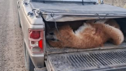 Le secuestraron la Ranger por cazar guanacos ilegalmente