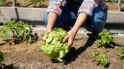 Adiós a la huerta muerta: las verduras que podés sembrar en tu jardín en invierno para cosechar en primavera
