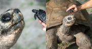 EN VIDEO: Tortuga de Galápagos de 135 años se convirtió en padre por primera vez y busca un récord Guinness