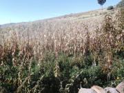 Heladas devastan cultivos en Chuquisaca: 1.000 familias afectadas
