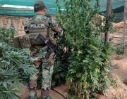 Sistemas de riego en plantaciones de marihuana correspondían a proyectos estatales