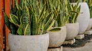 El lugar de casa donde debes tener una lengua de suegra o sansevieria para que no se marchite