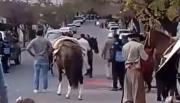 Murió el caballo que se descompensó durante el desfile en honor al General Martín Miguel de Güemes