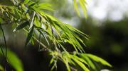 La planta de más rápido crecimiento en la Tierra: transforma tu jardín en semanas