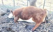Pérdidas por abandono vial en Quiroga: 16 vacunos muertos en un campo aislado