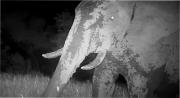 Una cámara capturó a un misterioso elefante fantasma en peligro de extinción